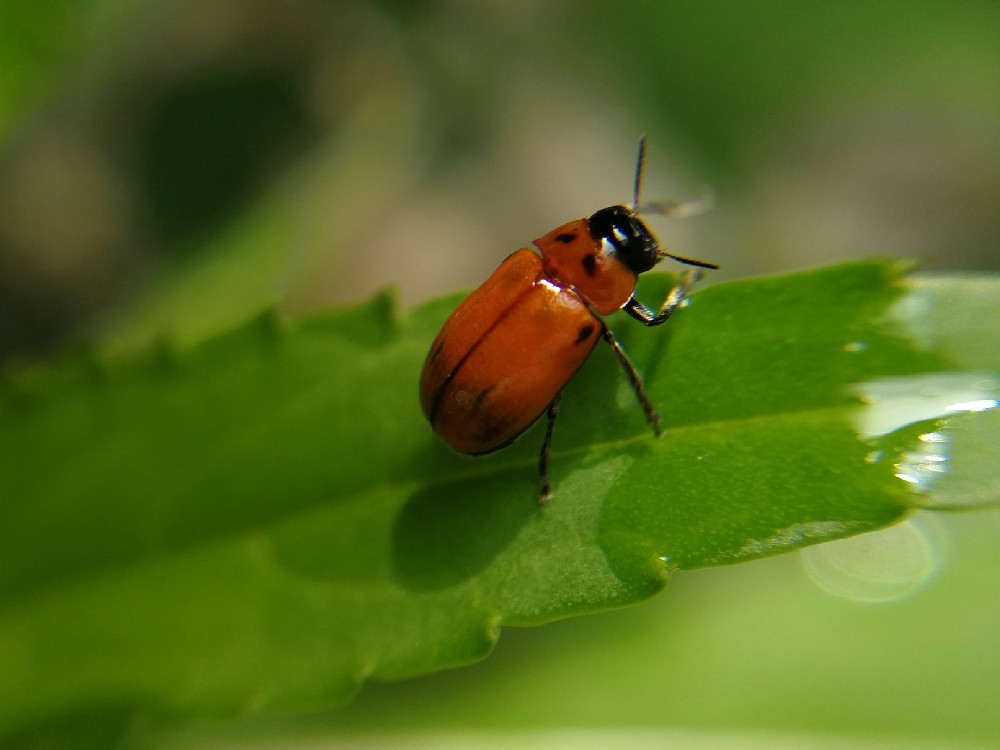 昆虫激素检测